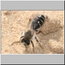 Andrena barbilabris - Sandbiene m01 9mm.jpg
